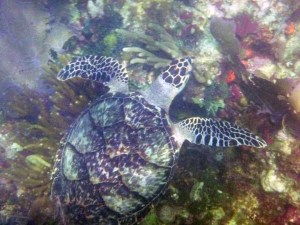 We're still debating whether it was a loggerhead or a hawksbill.  I'm not a good turtle identifier.