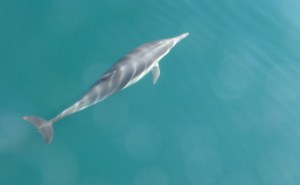 Dolphin-2