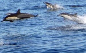 Leaping Dolphins