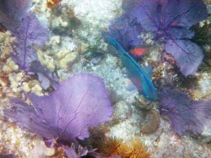 Sea Fans & Parrotfish